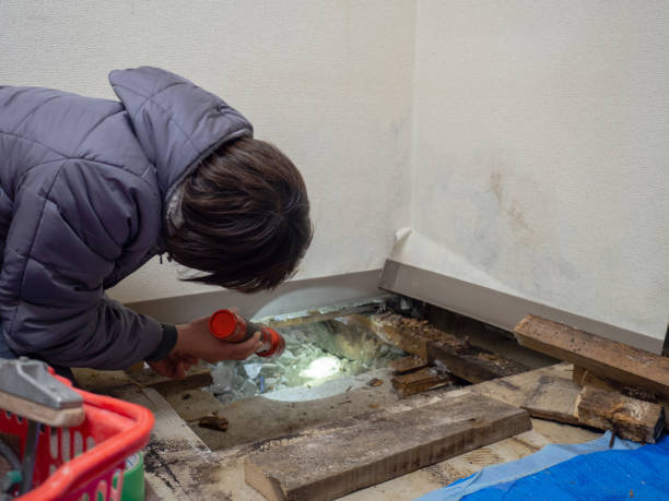 Environmental Consulting for Mold Prevention in Browns Point, WA