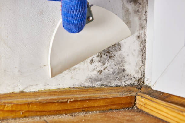 Best Industrial Mold Remediation  in Browns Point, WA